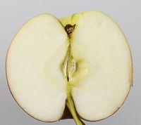 Sønderskov æble